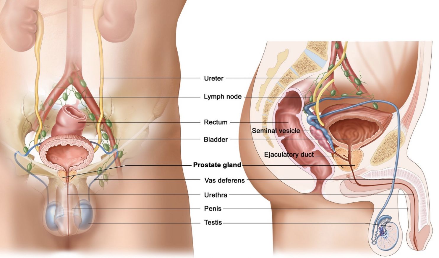 Does Gorilla Flow Help Prostatitis