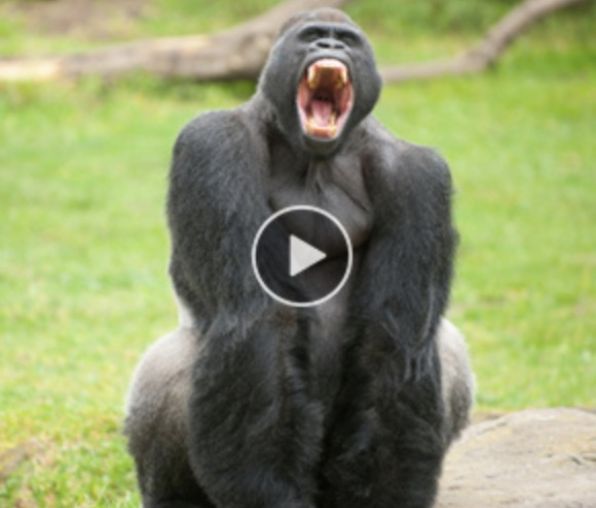 Gorilla Flow Over The Counter